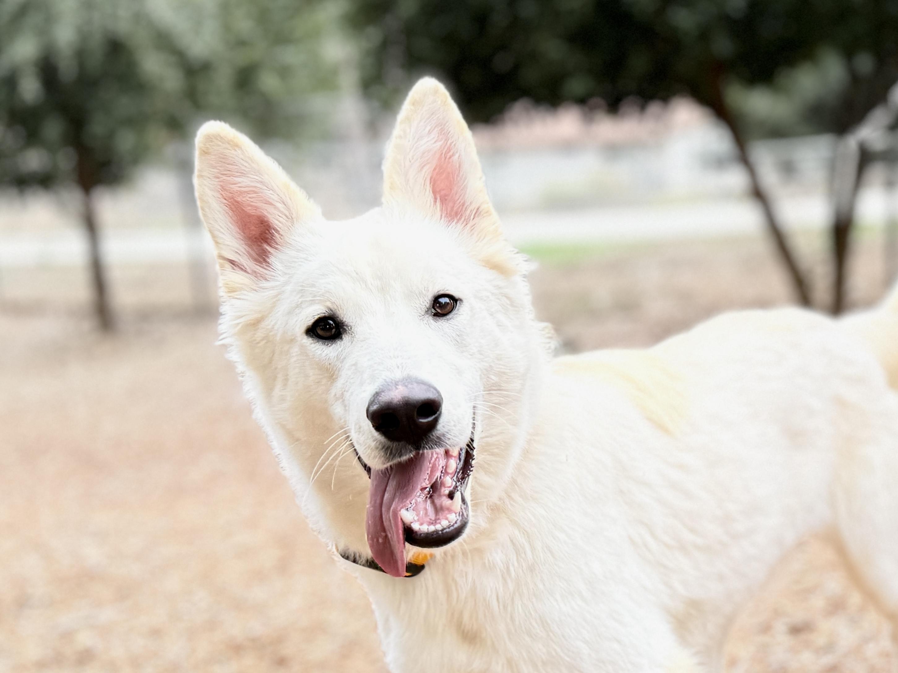 Bodie, an adopted German Shepherd Dog in San Diego, CA image 3/3