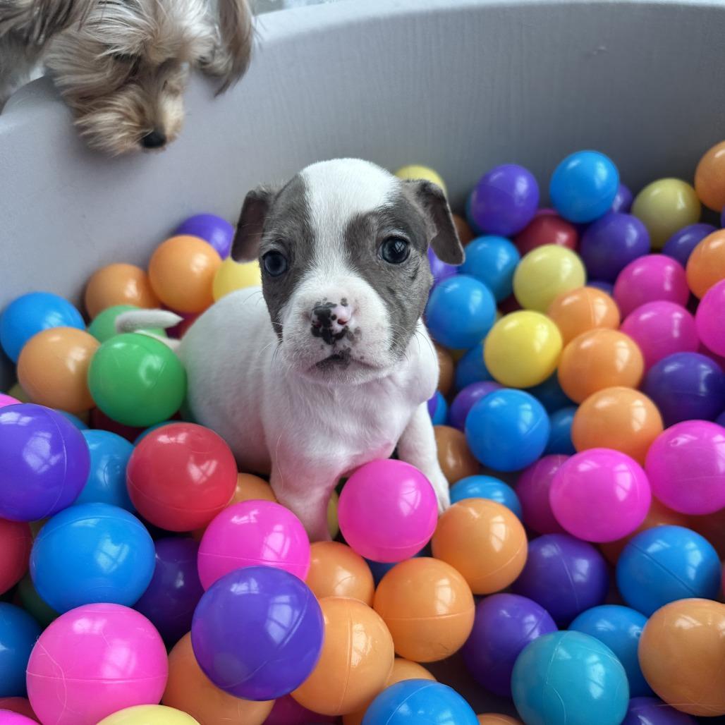 Enlarge Gumbo, a Adoptable Mixed Breed in Brooklyn, NY image 2/6