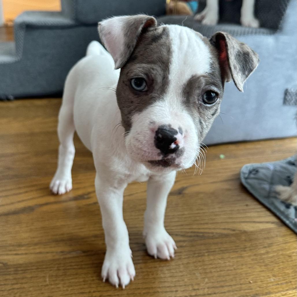 Enlarge Gumbo, a Adoptable Mixed Breed in Brooklyn, NY image 4/6