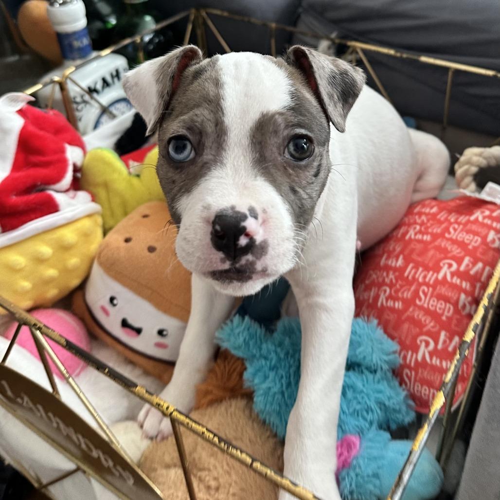 Enlarge Gumbo, a Adoptable Mixed Breed in Brooklyn, NY image 5/6