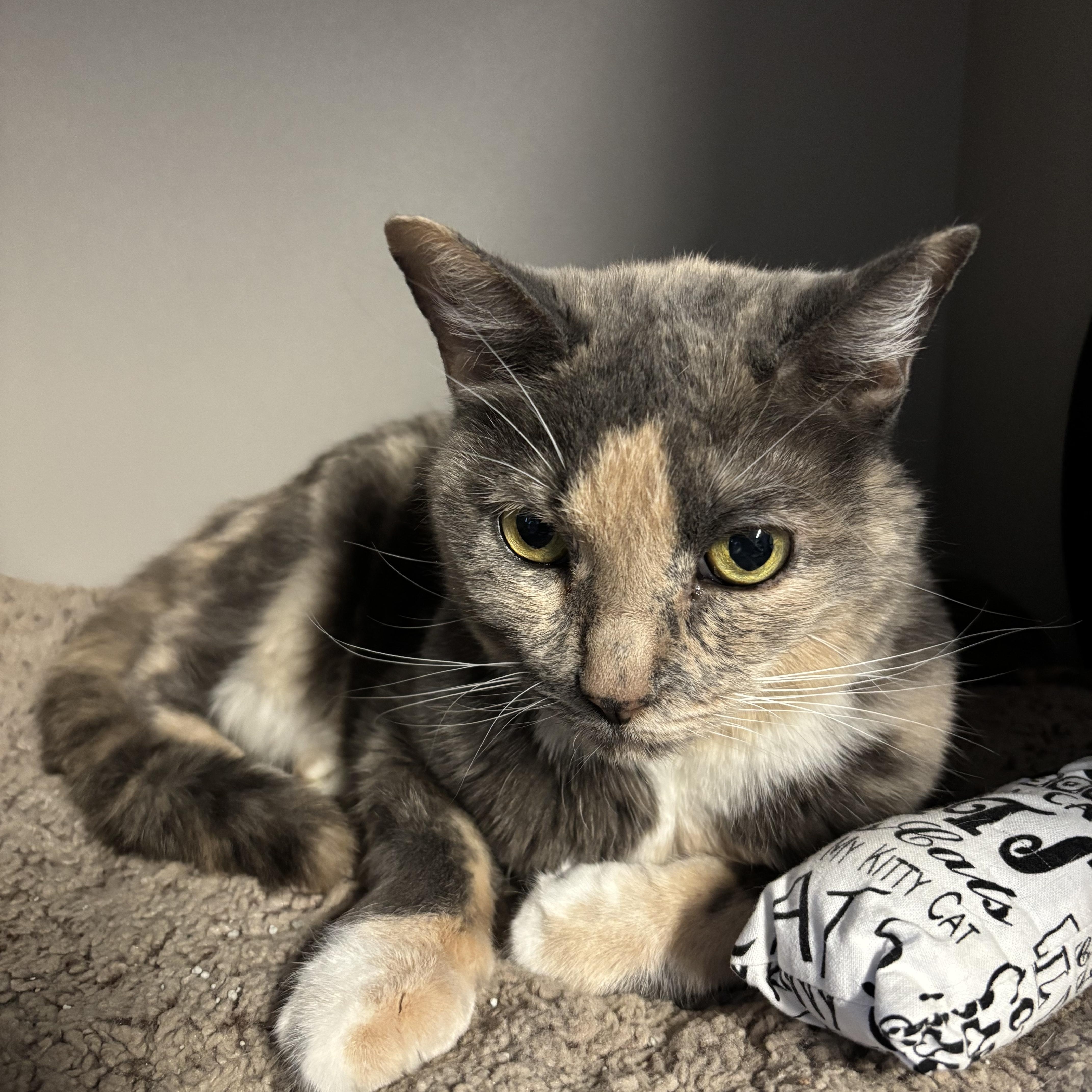 Enlarge Rikkie, an adopted Dilute Tortoiseshell in Phoenix, AZ image 3/4