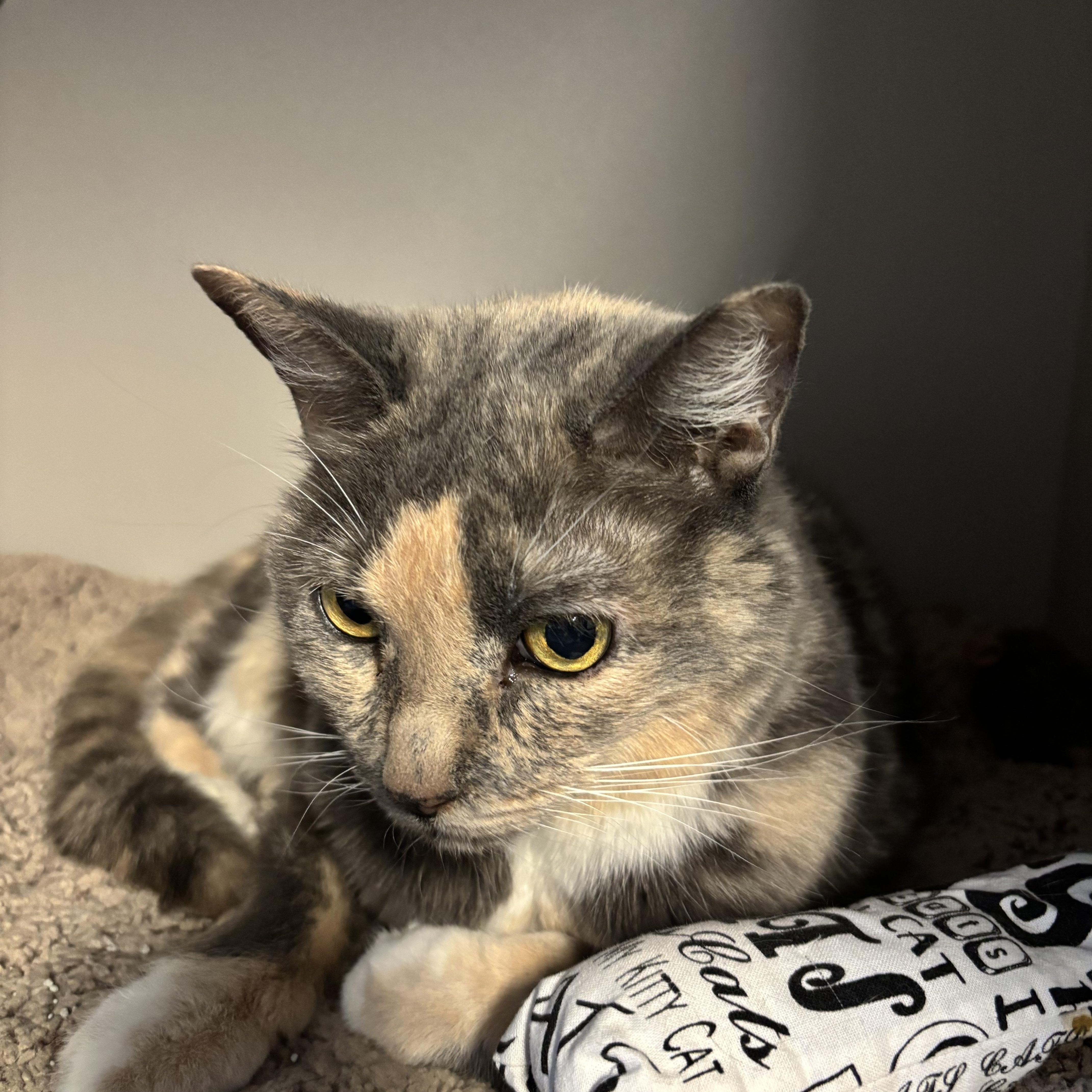 Enlarge Rikkie, an adopted Dilute Tortoiseshell in Phoenix, AZ image 4/4