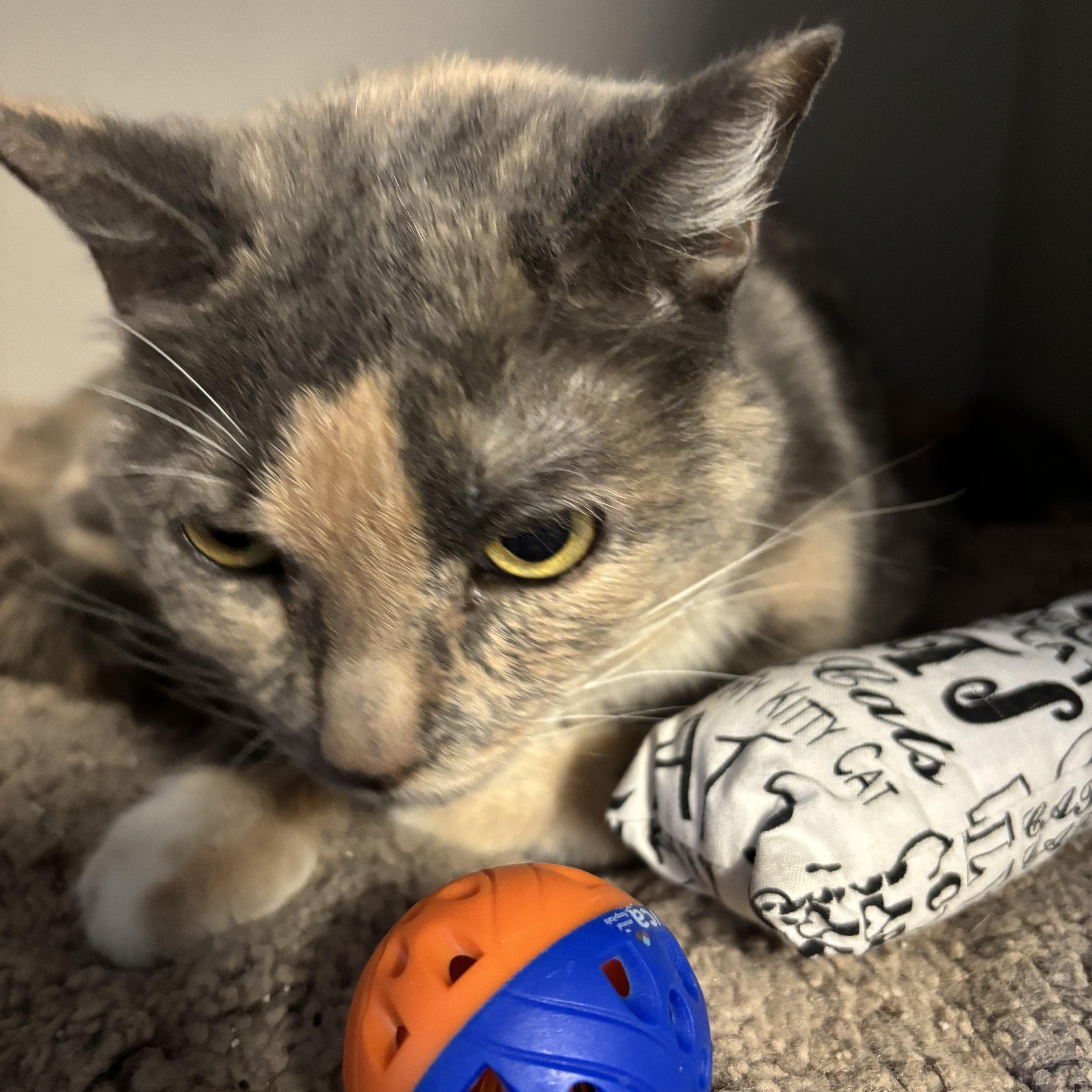 Enlarge Rikkie, an adopted Dilute Tortoiseshell in Phoenix, AZ image 2/4