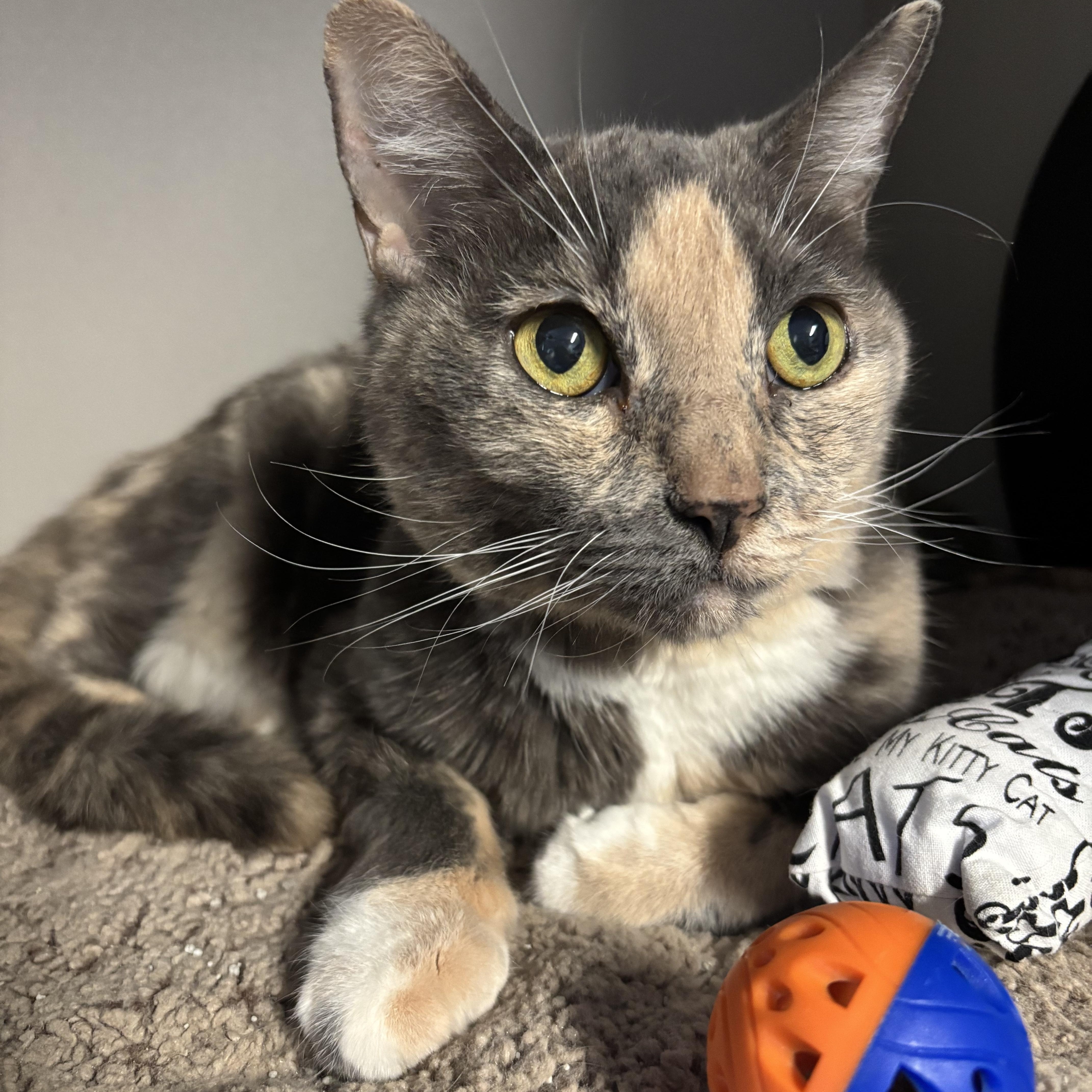 Enlarge Rikkie, an adopted Dilute Tortoiseshell in Phoenix, AZ image 1/4