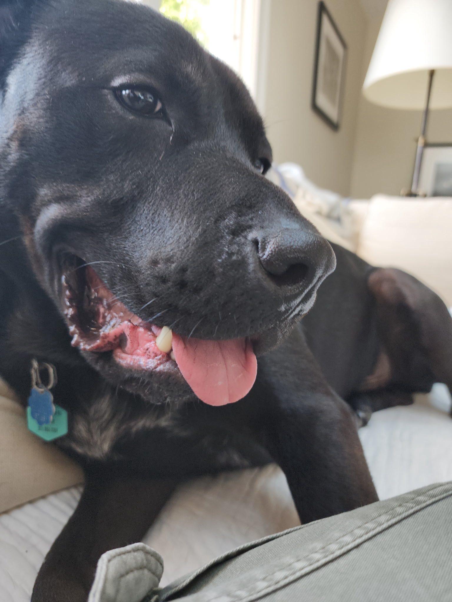 Lucky Scott, a Adoptable mixed breed image 5/6