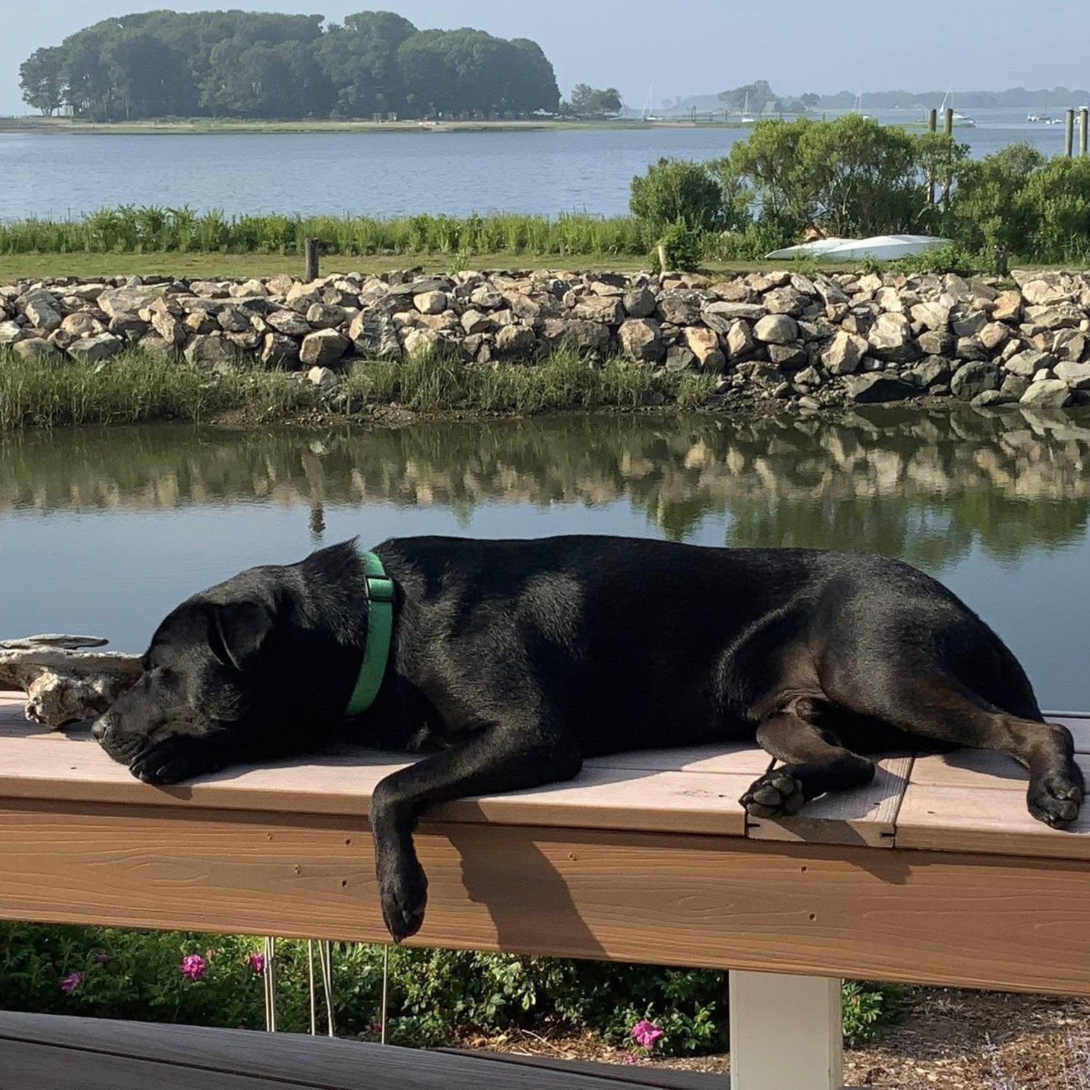 Lucky Scott, a Adoptable mixed breed image 2/6