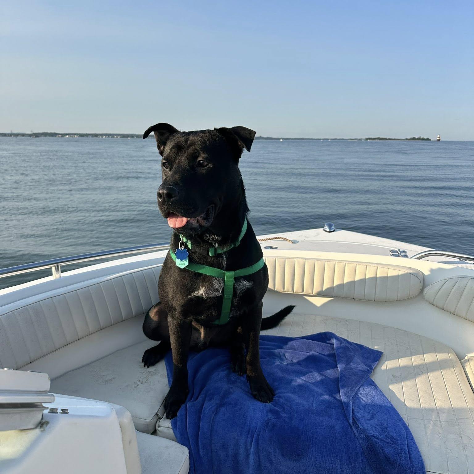 Lucky Scott, a Adoptable mixed breed image 1/6