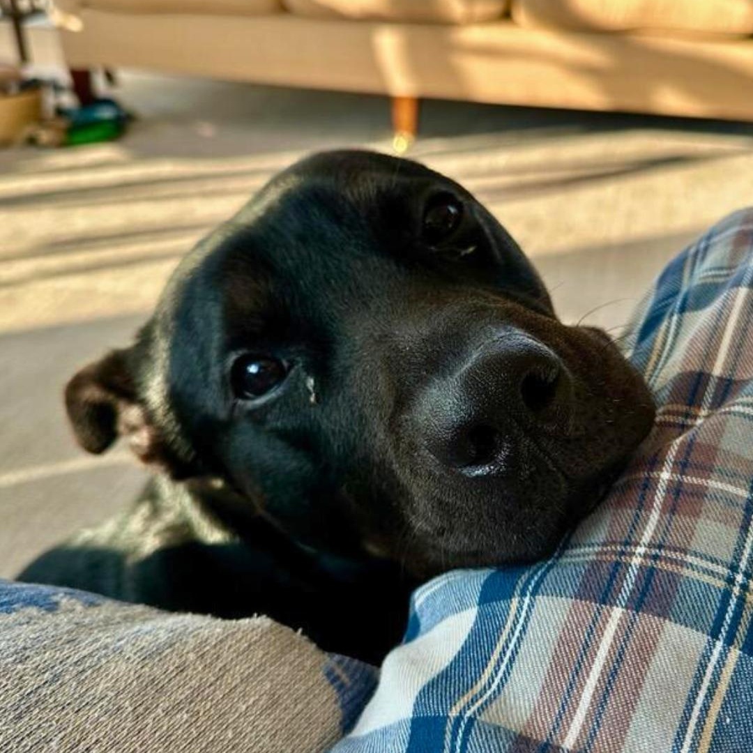 Lucky Scott, a Adoptable mixed breed image 4/6