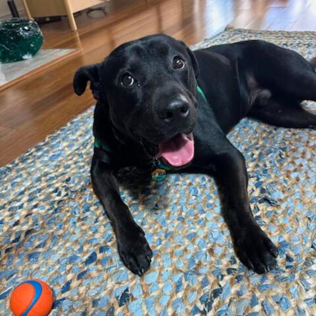 Lucky Scott, a Adoptable mixed breed image 3/6