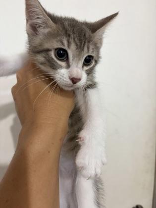 Enlarge Coors Light, a Adopted Domestic Short Hair in Marathon , FL image 1/1