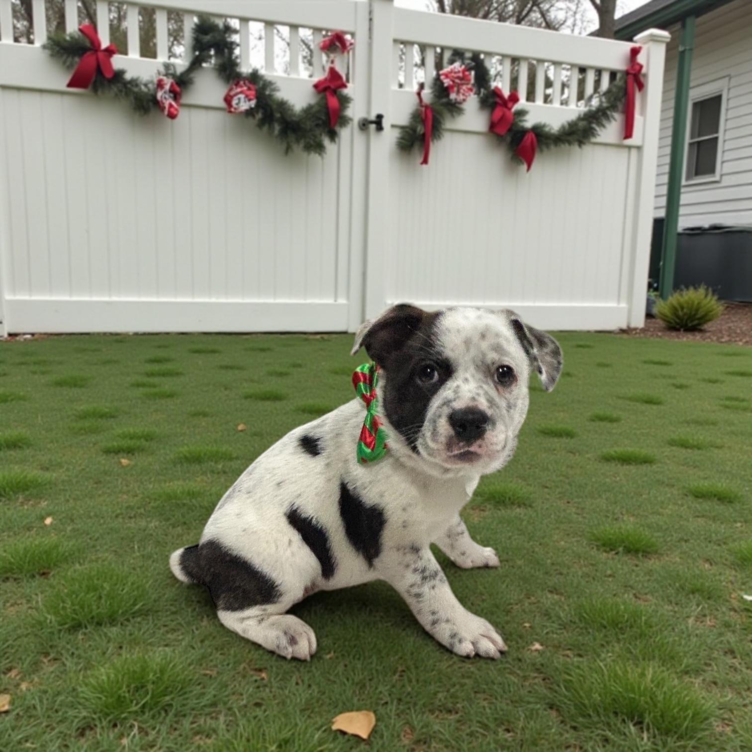 Enlarge Twinkle, a Adoptable Australian Shepherd in Kansas City, MO image 5/6