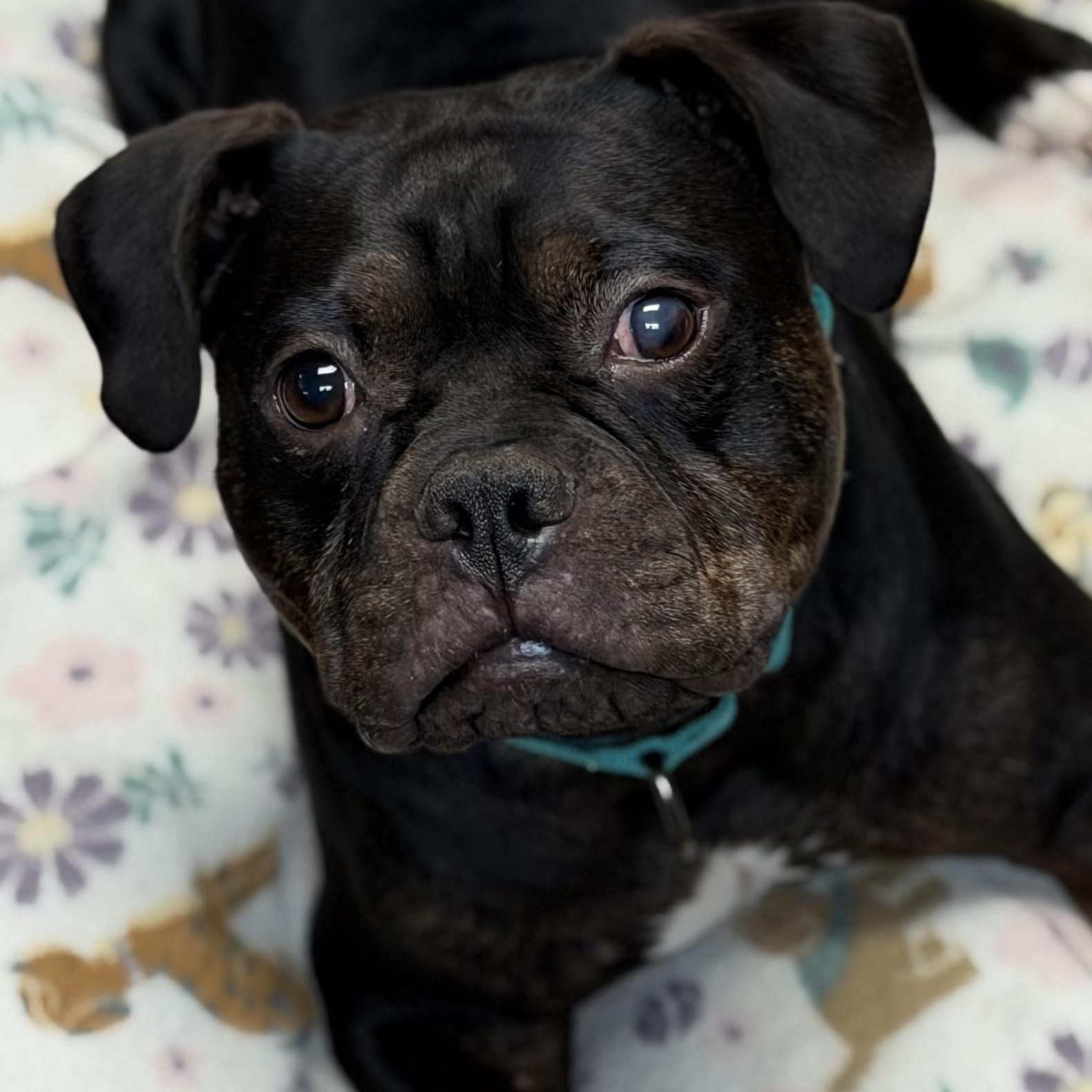 HOBBIT - ARRIVING IN MAINE JUNE 27TH, an adopted Mixed Breed in Berwick, ME image 4/6