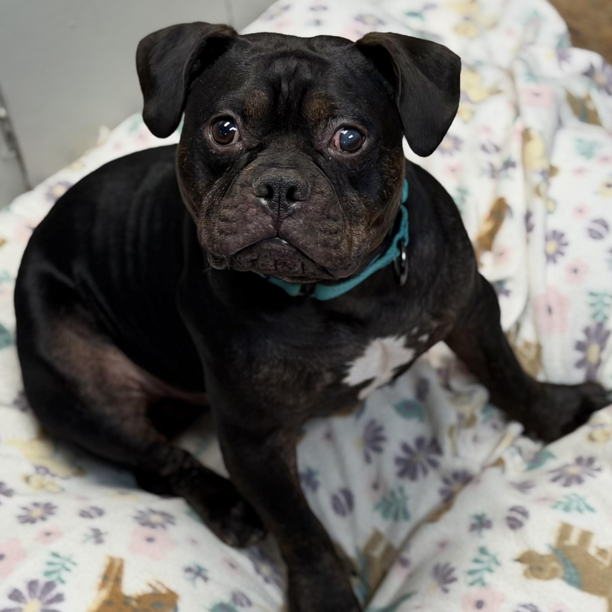 HOBBIT - ARRIVING IN MAINE JUNE 27TH, an adopted Mixed Breed in Berwick, ME image 2/6