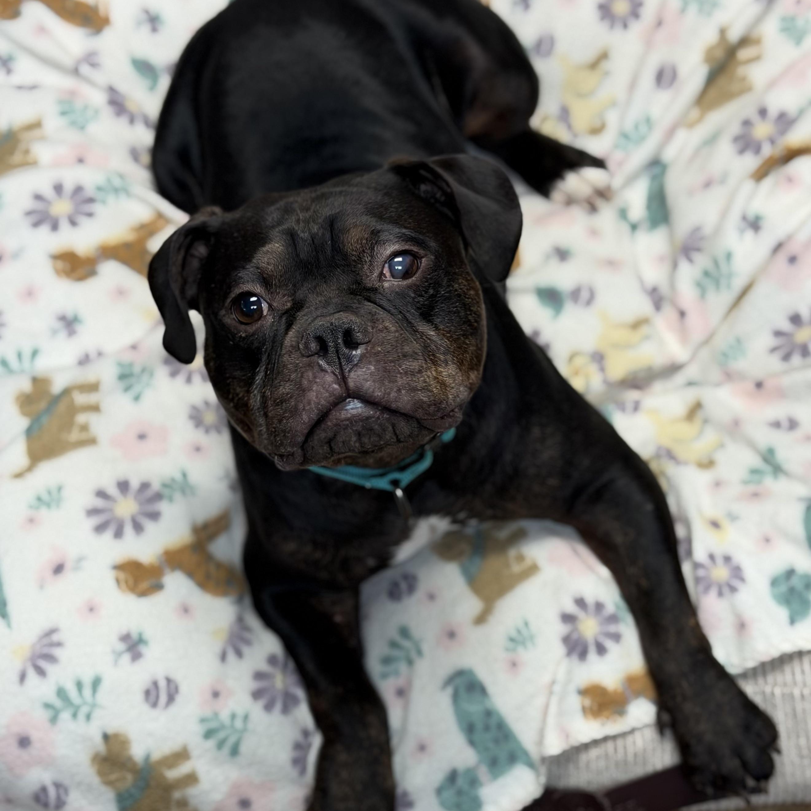 HOBBIT - ARRIVING IN MAINE JUNE 27TH, an adopted Mixed Breed in Berwick, ME image 5/6