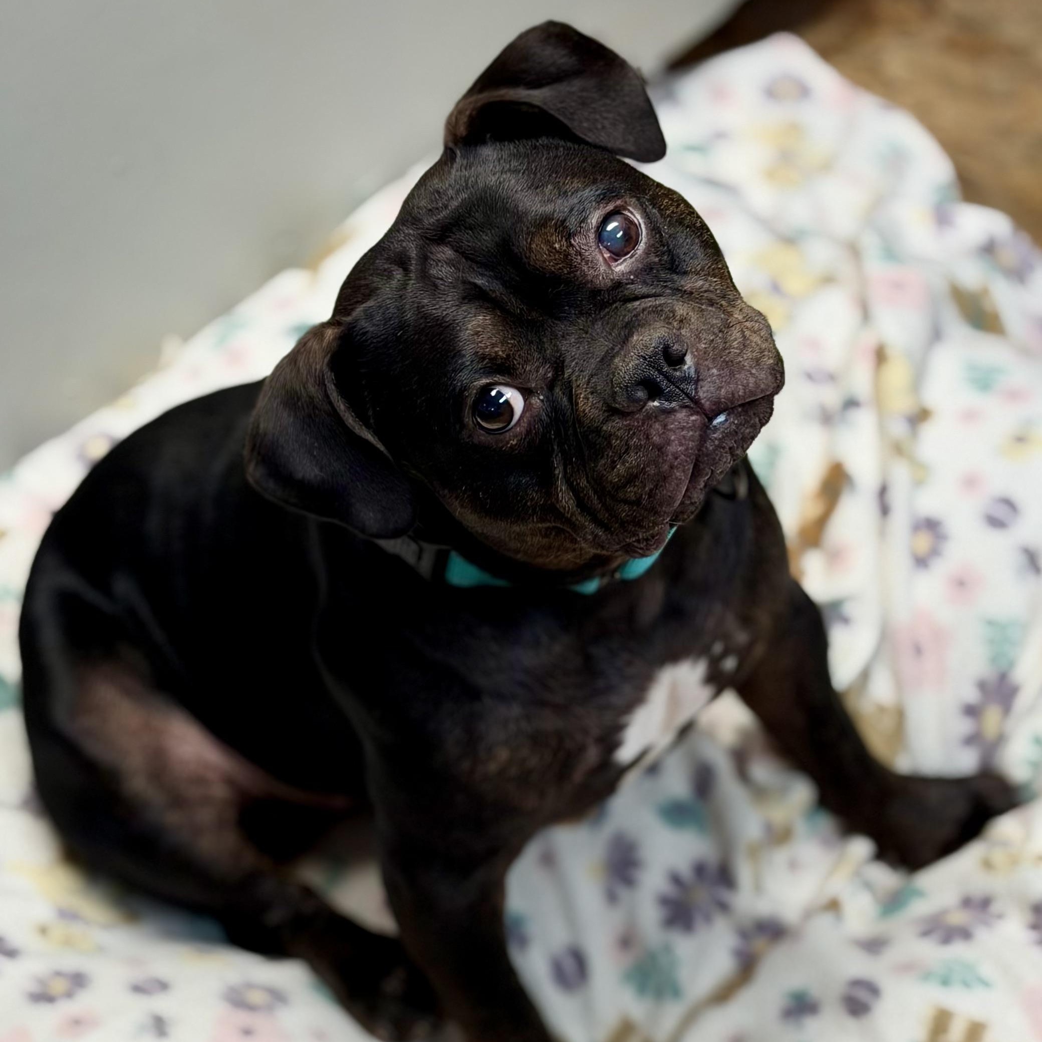HOBBIT - ARRIVING IN MAINE JUNE 27TH, adopted, Adult Male Mixed Breed.
