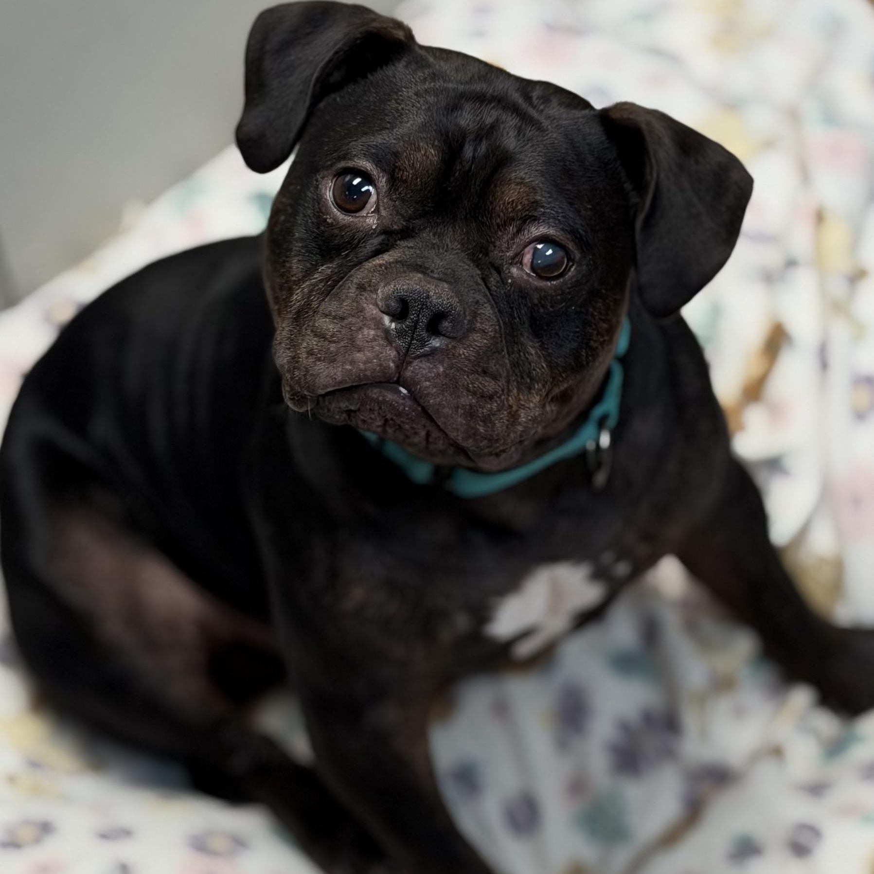 HOBBIT - ARRIVING IN MAINE JUNE 27TH, an adopted Mixed Breed in Berwick, ME image 3/6