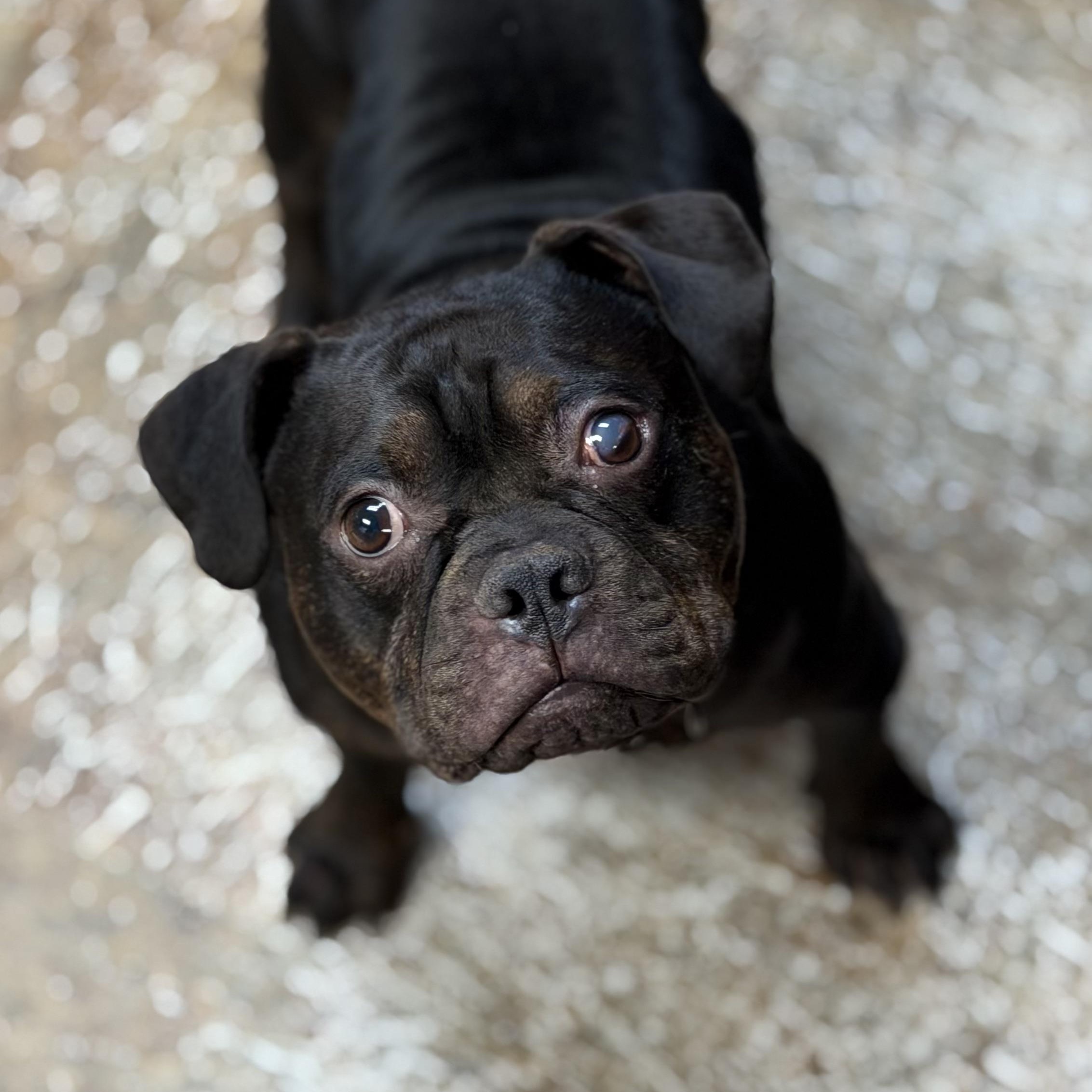 HOBBIT - ARRIVING IN MAINE JUNE 27TH, an adopted Mixed Breed in Berwick, ME image 6/6