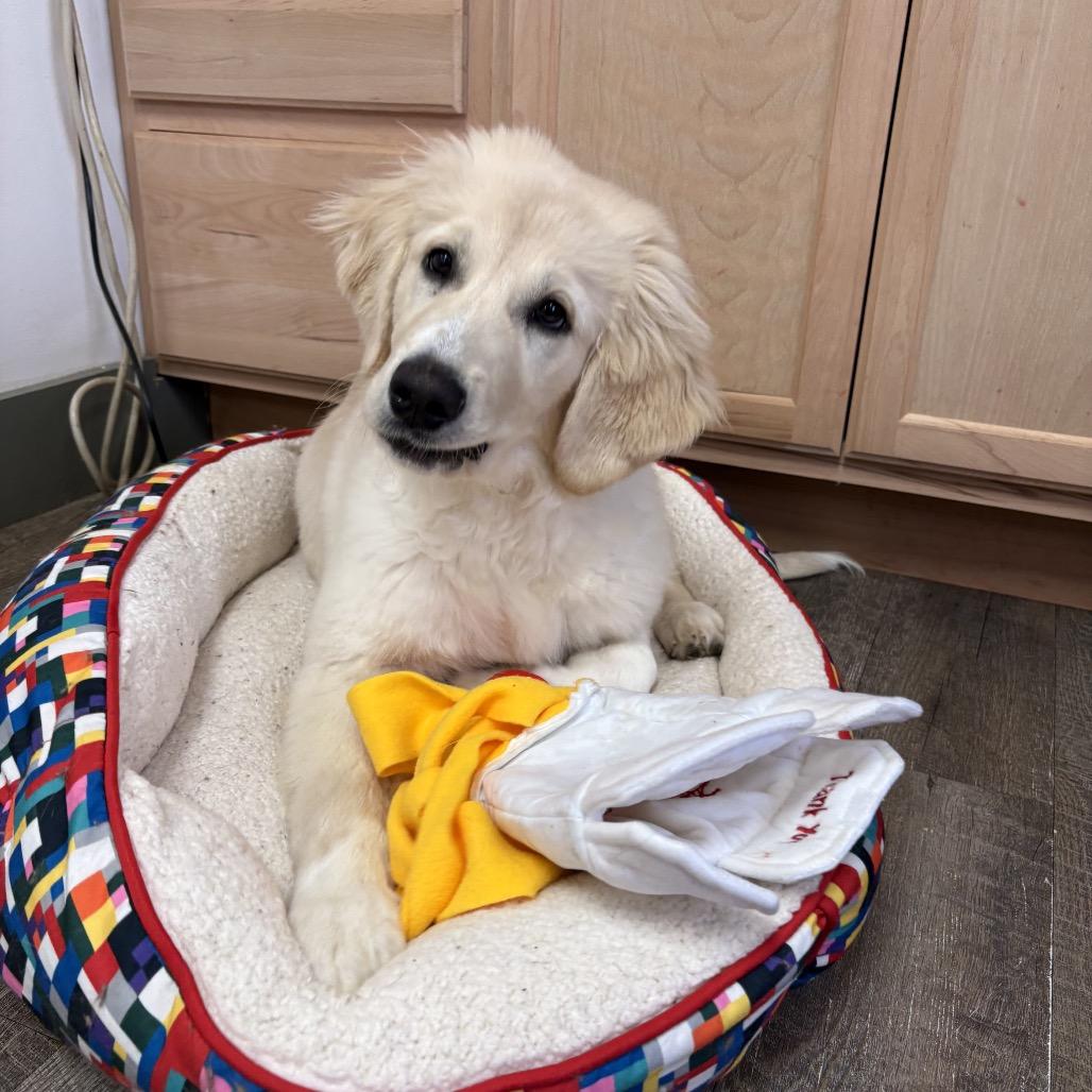 Maya, Adoptable, Puppy Female Great Pyrenees & Golden Retriever.