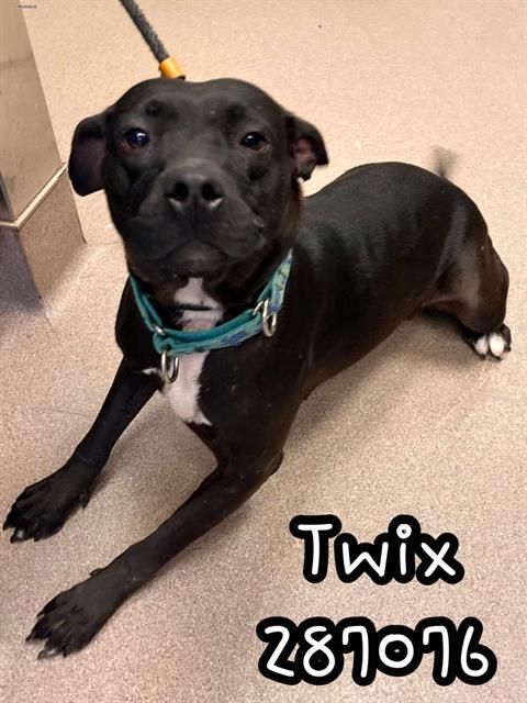 TWIX, Adoptable, Young Female Pit Bull Terrier & Mixed Breed.
