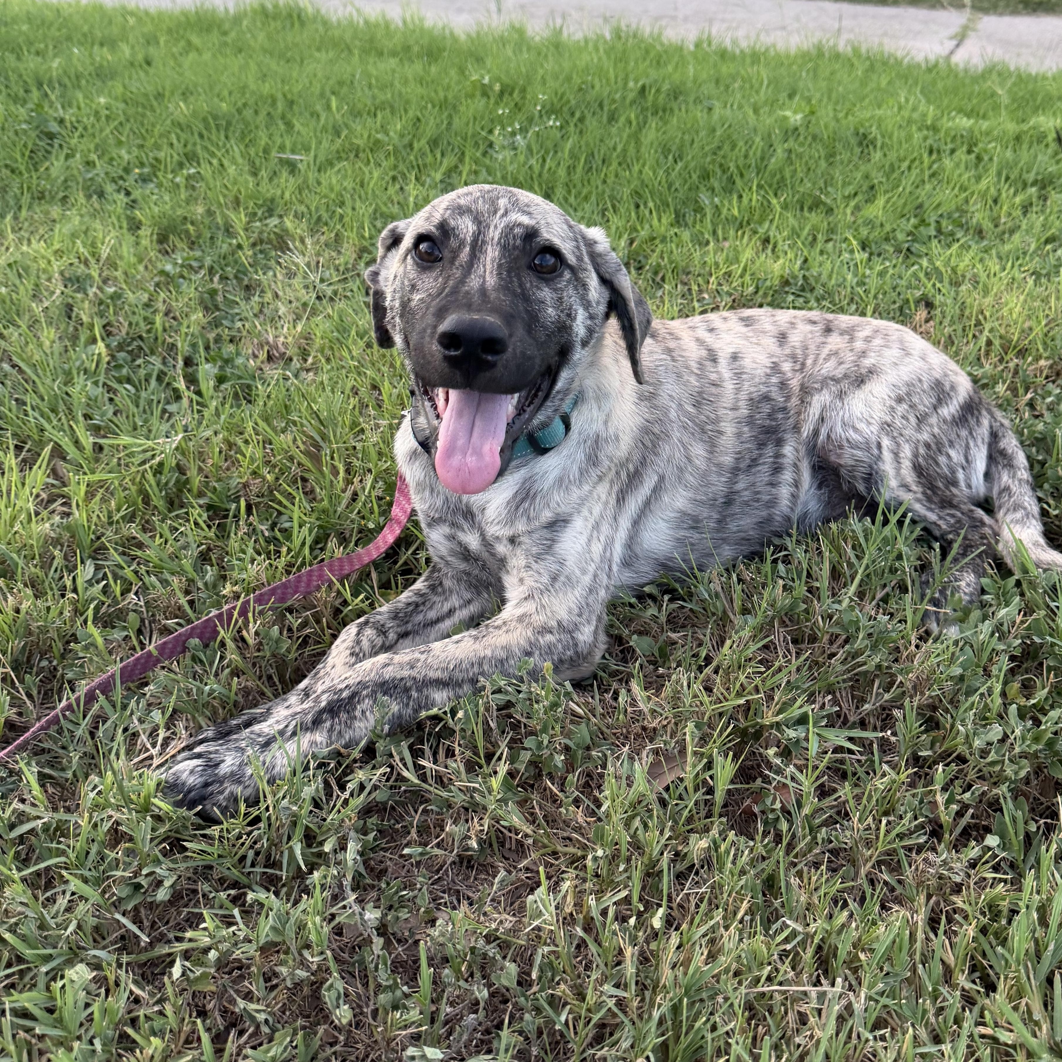 Kodi photo