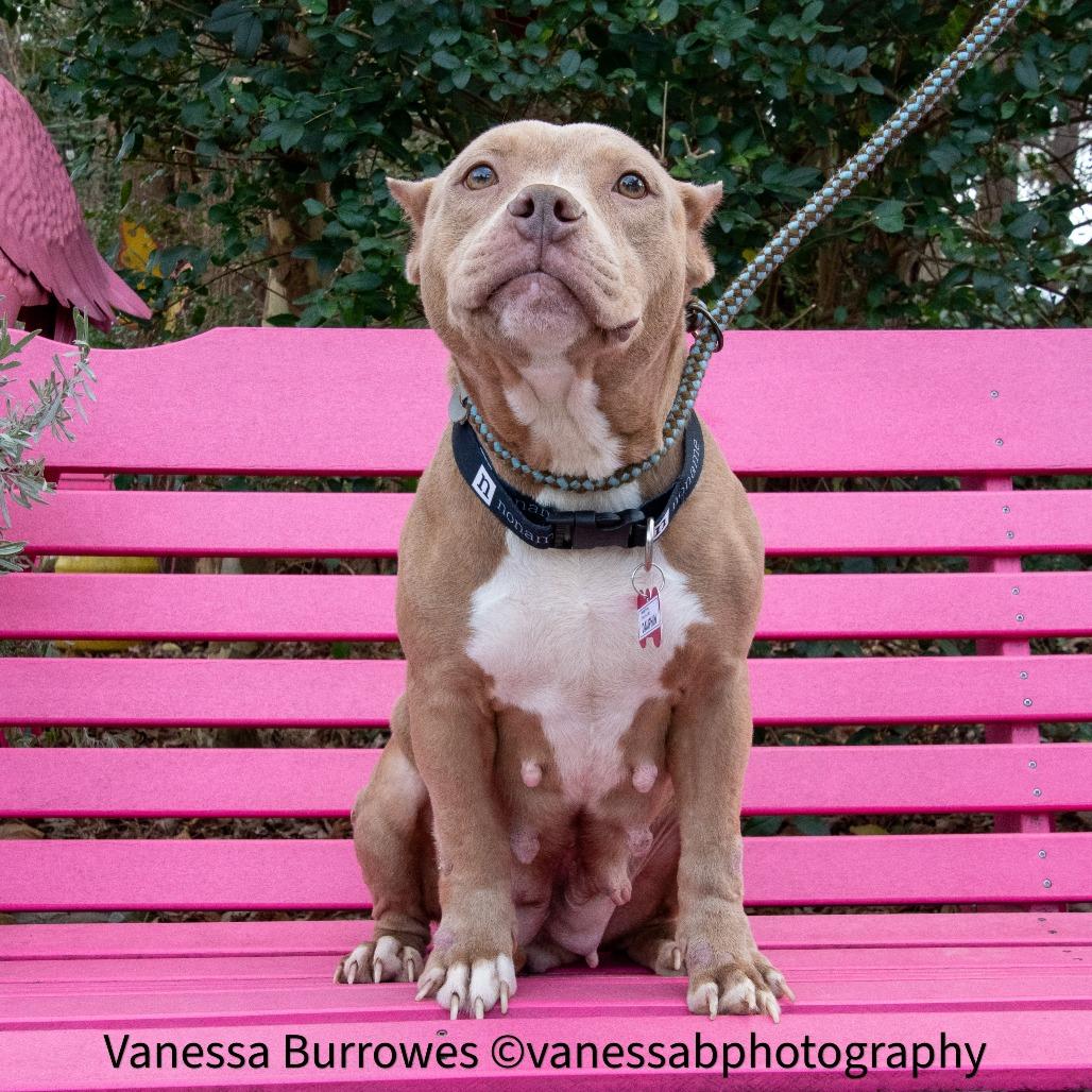 Dauphin, Adoptable, Adult Female Pit Bull Terrier.