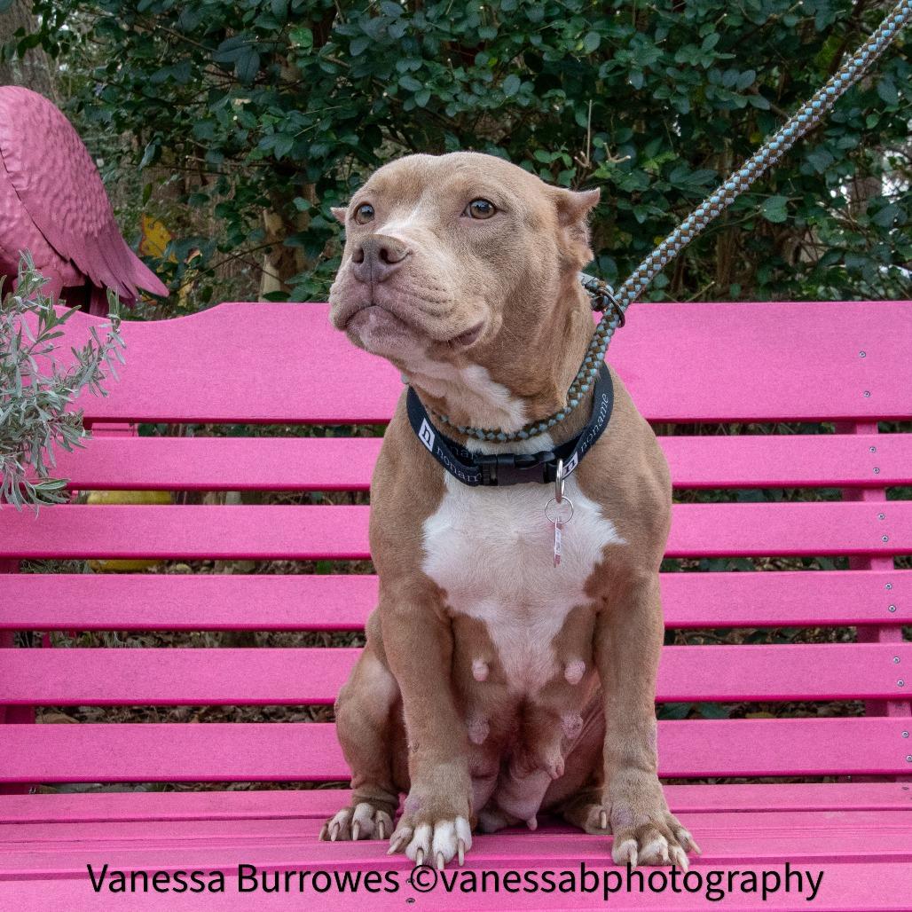 Enlarge Dauphin, a Adoptable Pit Bull Terrier in Wake Forest, NC image 3/3
