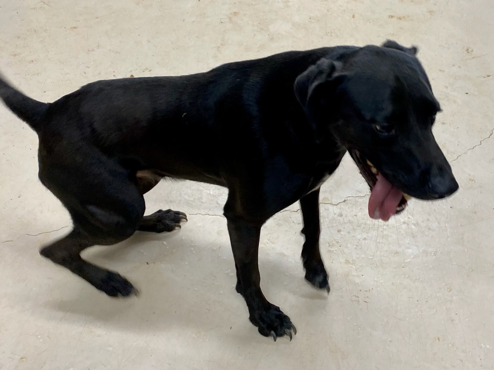 Buddy, Adoptable, Young Male Black Labrador Retriever.