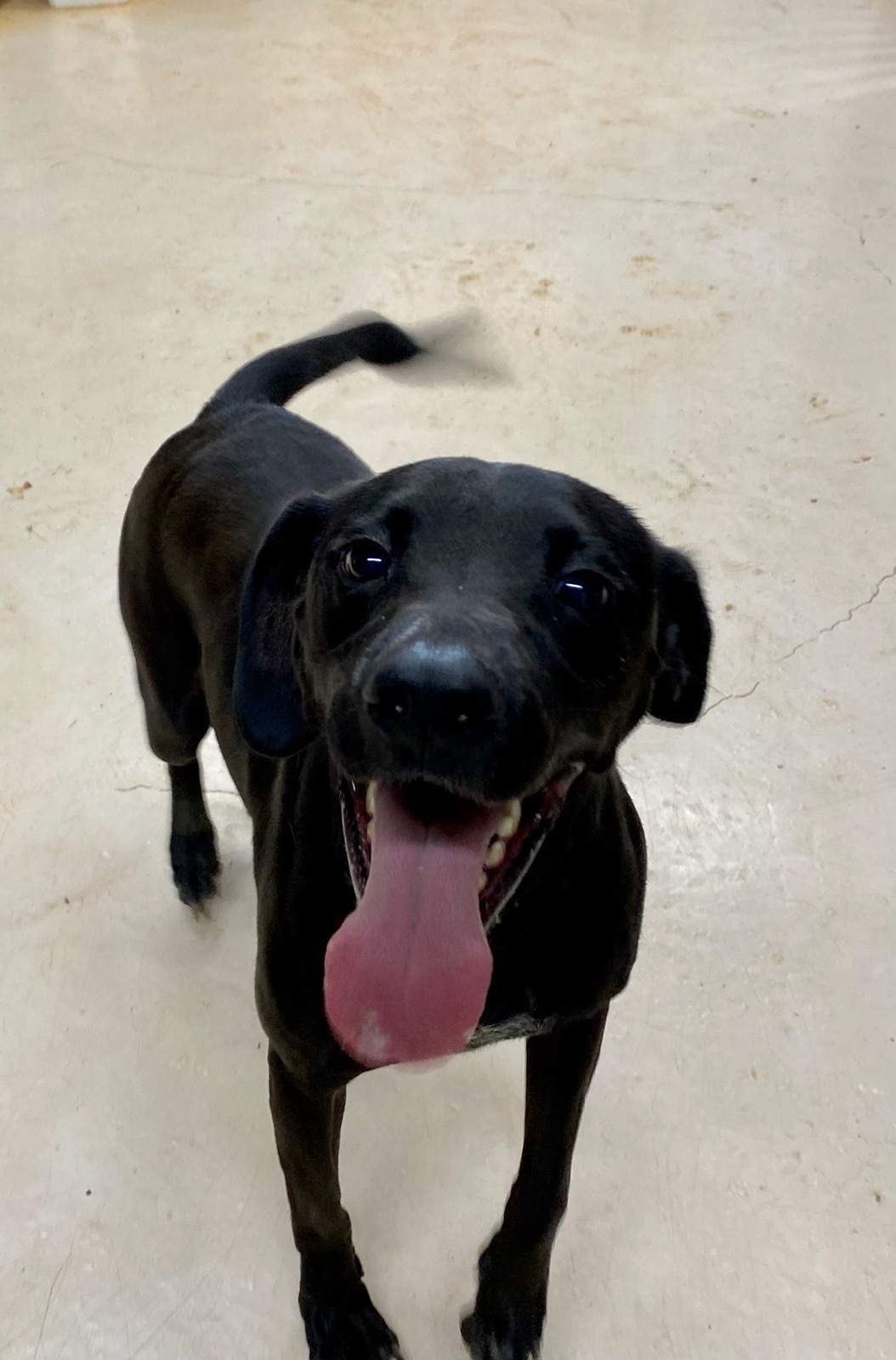 Enlarge Buddy, a Adoptable mixed breed in Jacksonville, AL image 2/6