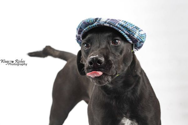 Buddy, Adoptable, Young Male Black Labrador Retriever.
