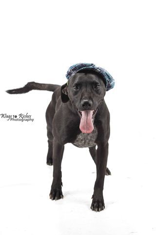 Enlarge Buddy, a Adoptable mixed breed in Jacksonville, AL image 4/6