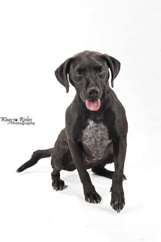 Enlarge Buddy, a Adoptable mixed breed in Jacksonville, AL image 5/6