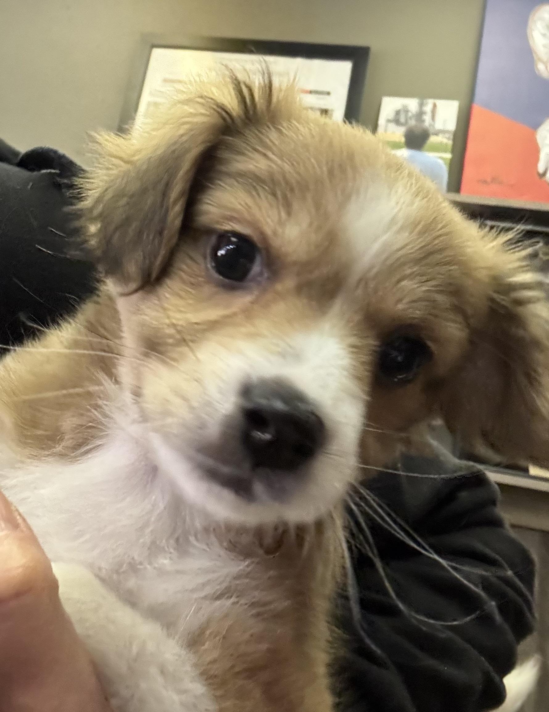 Enlarge Timaru, an adopted mixed breed in Thousand Oaks, CA image 4/5