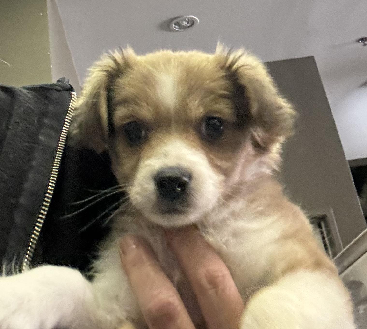 Enlarge Timaru, an adopted mixed breed in Thousand Oaks, CA image 2/5