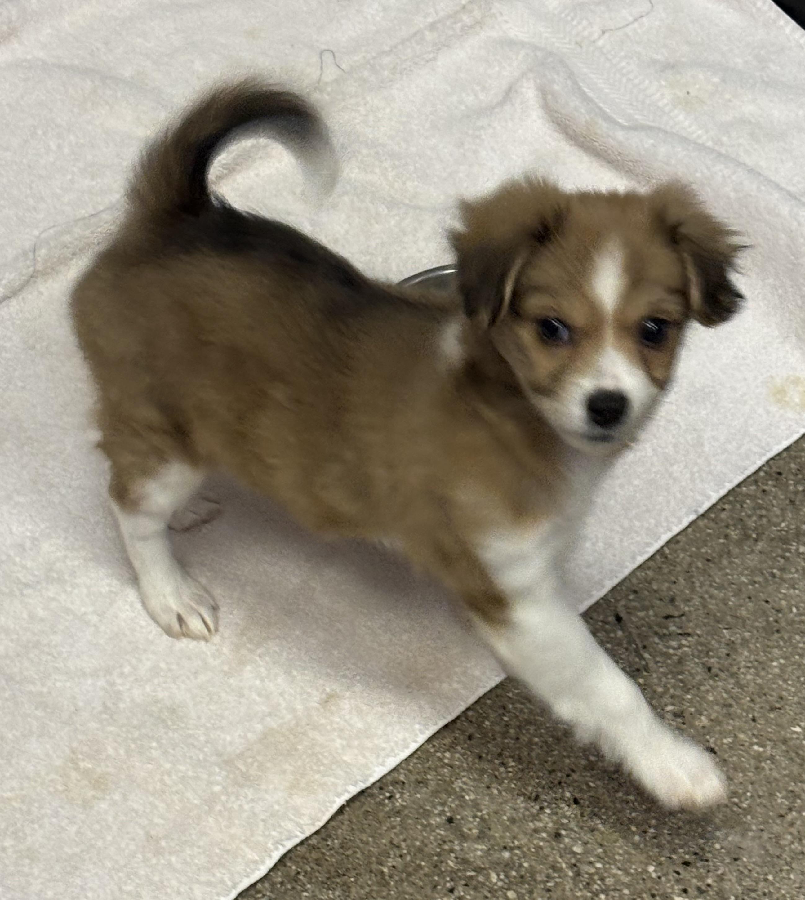 Enlarge Timaru, an adopted mixed breed in Thousand Oaks, CA image 3/5