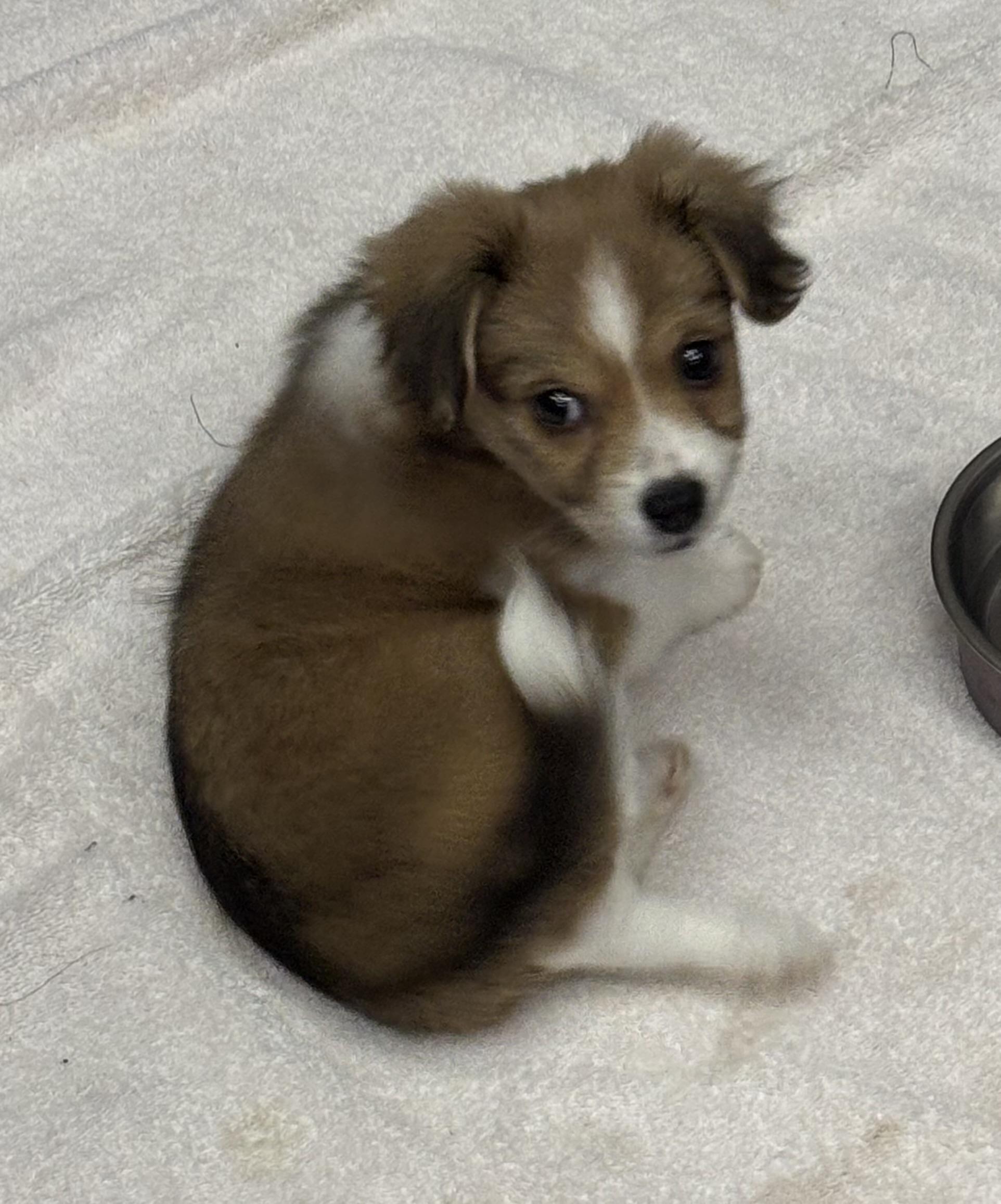 Enlarge Timaru, an adopted mixed breed in Thousand Oaks, CA image 1/5