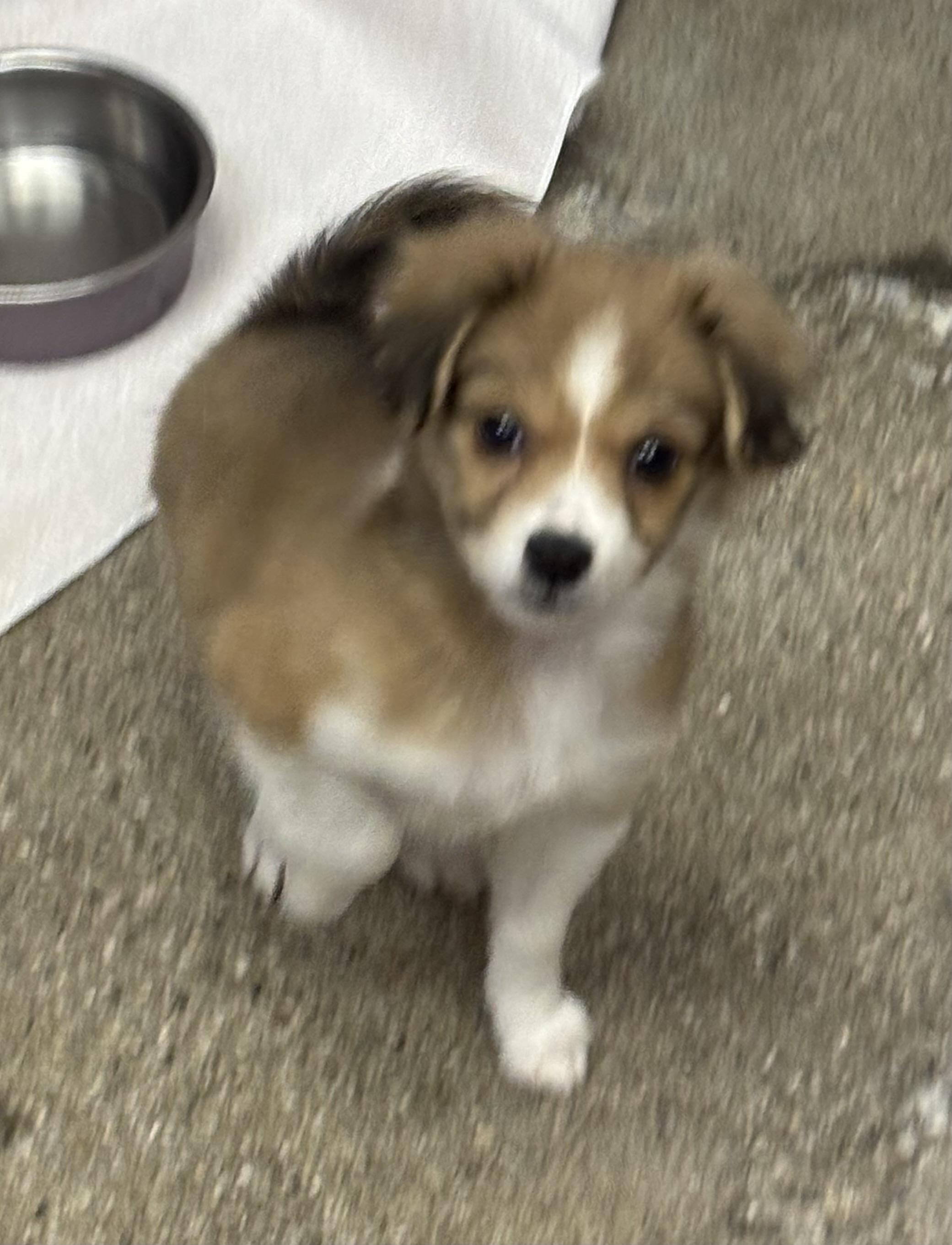 Enlarge Timaru, an adopted mixed breed in Thousand Oaks, CA image 5/5