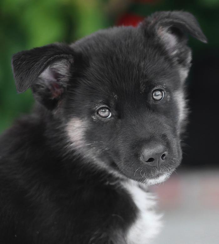 Enlarge Chad von Mainz, an adopted mixed breed in Los Angeles, CA image 1/1