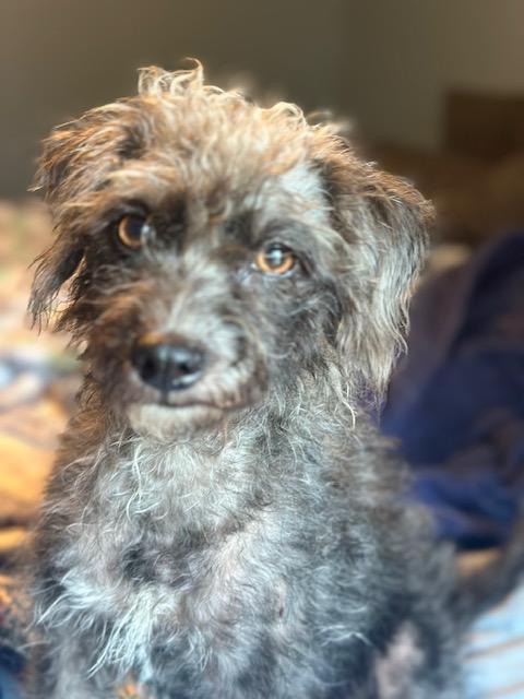 Enlarge Lacey, a Adopted mixed breed in Lakeville, MN image 4/6