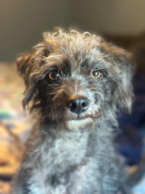 Enlarge Lacey, a Adopted mixed breed in Lakeville, MN image 1/6