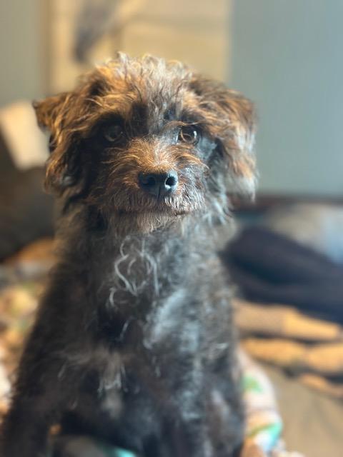 Enlarge Lacey, a Adopted mixed breed in Lakeville, MN image 3/6