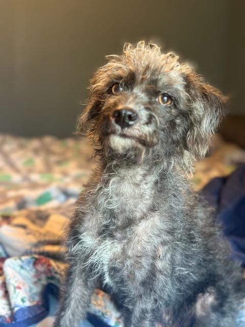Enlarge Lacey, a Adopted mixed breed in Lakeville, MN image 2/6