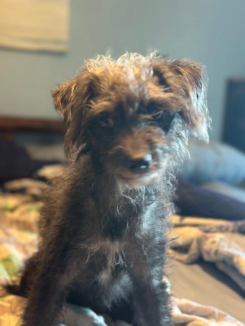 Enlarge Lacey, a Adopted mixed breed in Lakeville, MN image 6/6
