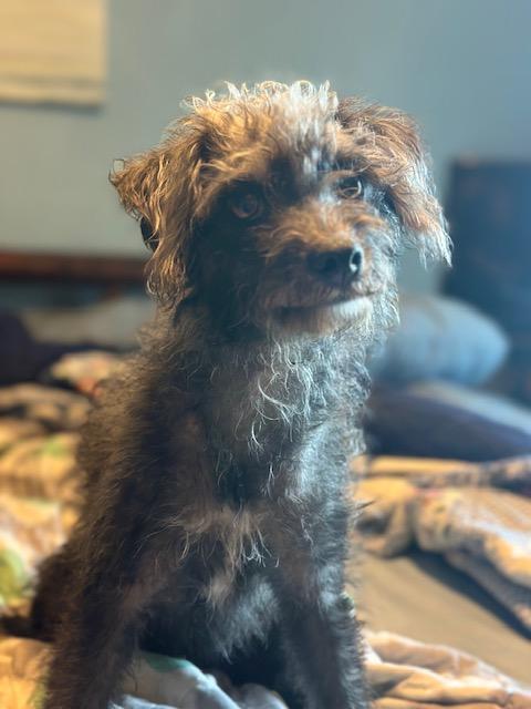 Enlarge Lacey, a Adopted mixed breed in Lakeville, MN image 5/6