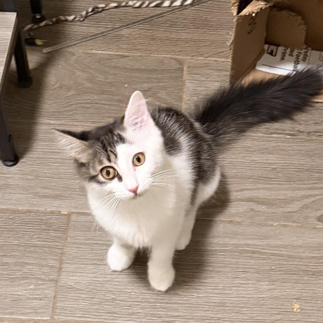 Rapunzel, Adoptable, Kitten Female Domestic Long Hair.