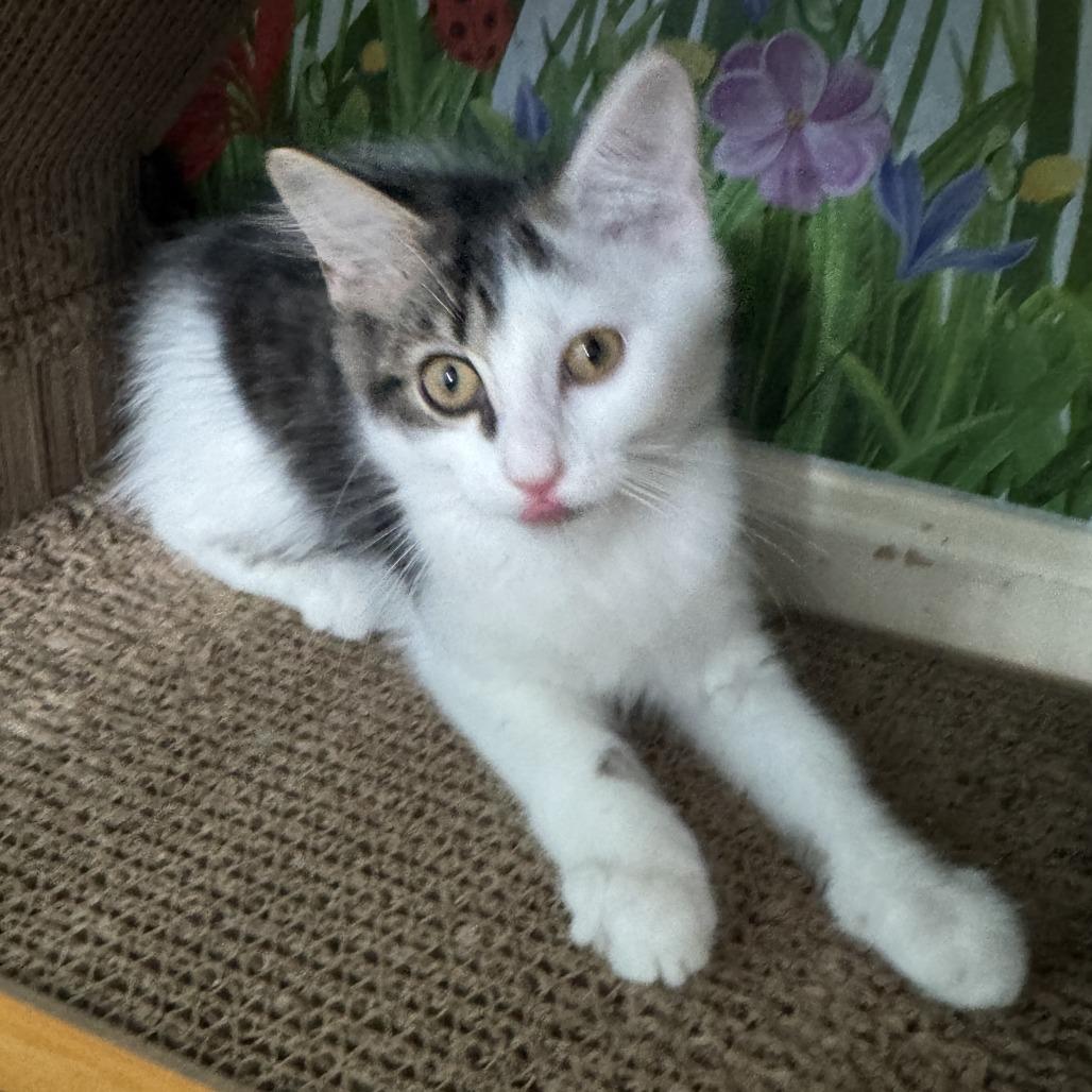 Enlarge Rapunzel, a Adoptable Domestic Long Hair in Richland, MI image 2/4
