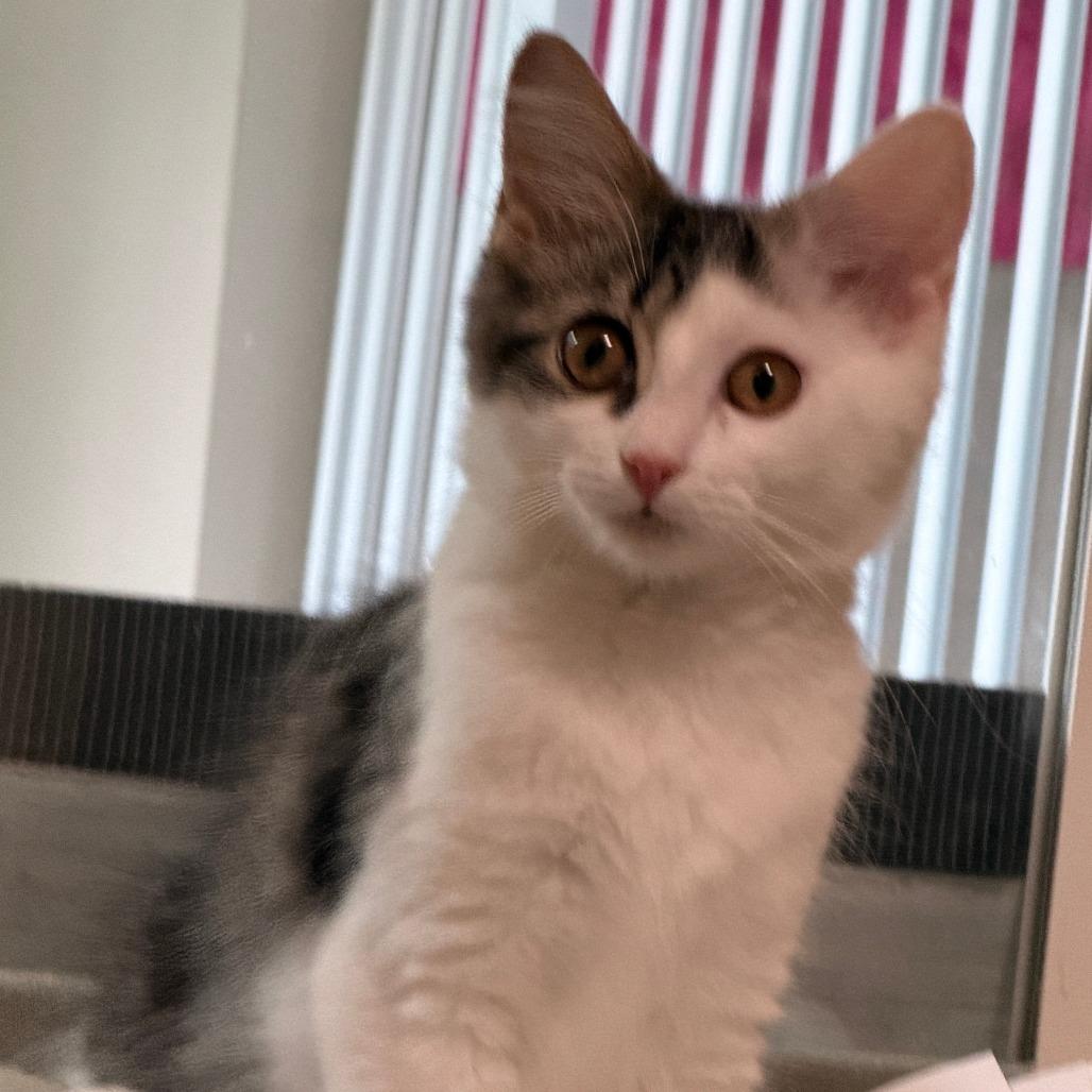 Enlarge Rapunzel, a Adoptable Domestic Long Hair in Richland, MI image 3/4