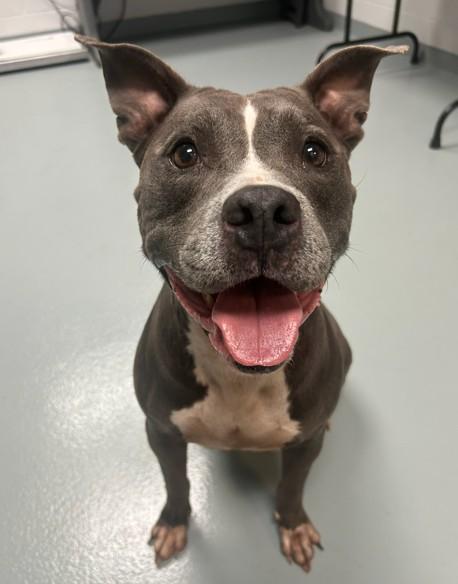 Enlarge DRAGONFLY, a Adoptable Pit Bull Terrier in Saint Cloud, FL image 1/1