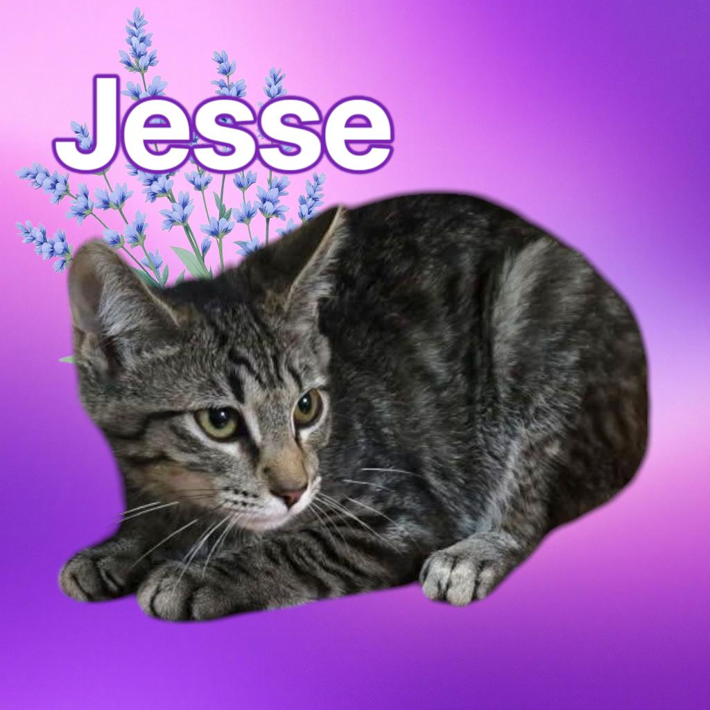 Jesse, Adopted, Kitten Male Domestic Short Hair.