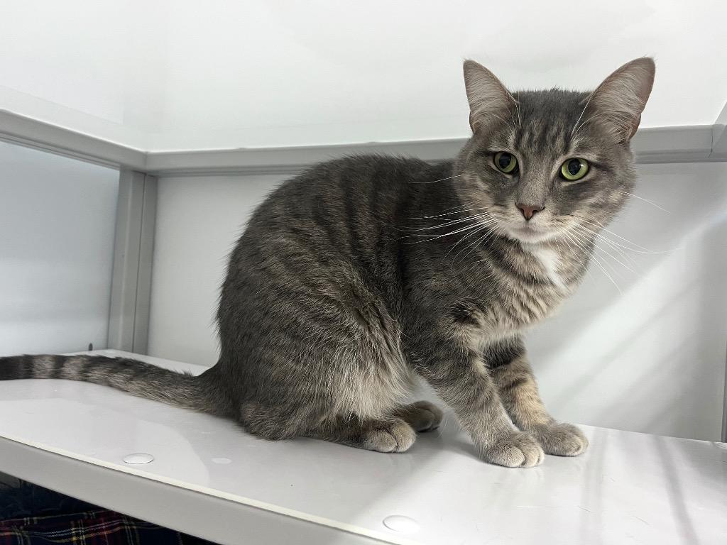 Enlarge Quartzite, a Adoptable mixed breed in Raleigh, NC image 1/3