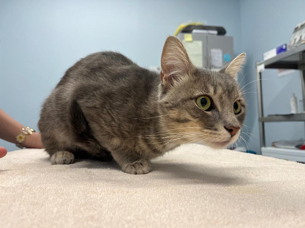 Enlarge Quartzite, a Adoptable mixed breed in Raleigh, NC image 2/3